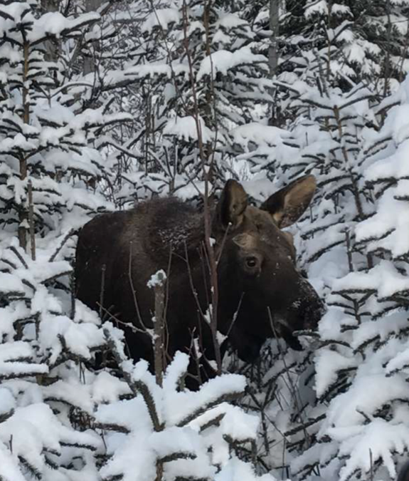 Day 5 Blog – Off Day, Hiking, a Moose and the Movies