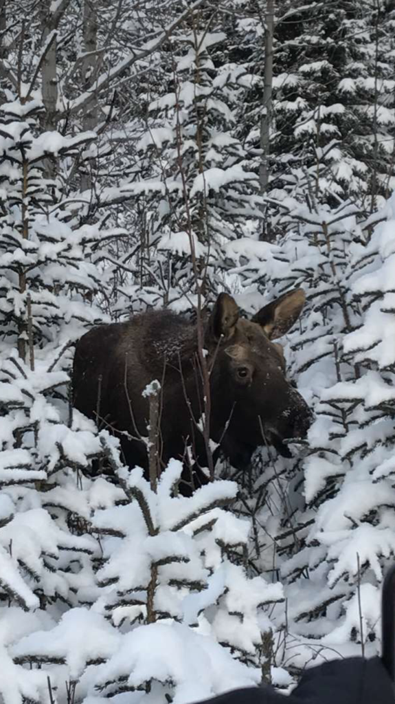 Day 5 Blog – Off Day, Hiking, a Moose and the Movies